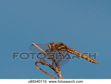 Stock Photography - Dragonfly. Fotosearch