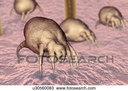 Dust mite, illustration View Large Photo Image Stock Image - Dust mite, illustration. Fotosearch