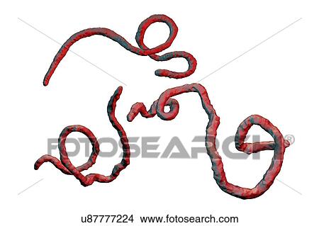 Picture - Ebola virus particles, illustration. Fotosearch