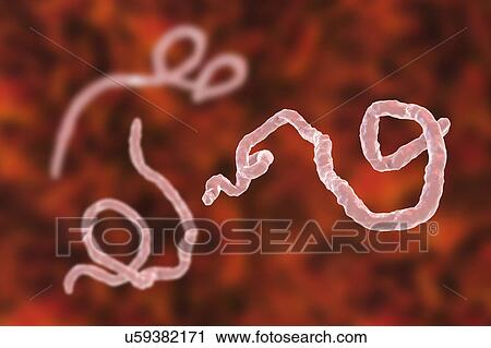 Stock Image - Ebola virus particles, illustration. Fotosearch