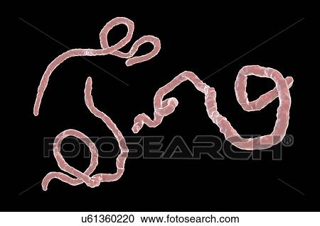 Ebola virus particles, illustration View Large Photo Image Stock Image - Ebola virus particles, illustration. Fotosearch