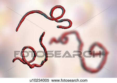 Ebola virus particles, illustration View Large Photo Image Stock Photography - Ebola virus particles, illustration. Fotosearch