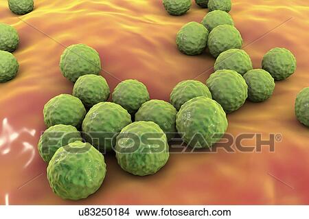 Enterococcus faecalis bacteria, illustration View Large Photo Image Picture - Enterococcus faecalis bacteria, illustration. Fotosearch