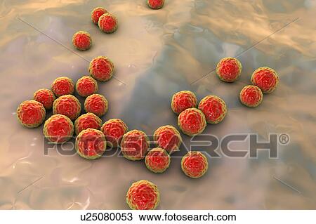 Stock Image - Enterococcus faecalis bacteria, illustration. Fotosearch