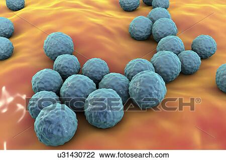 Enterococcus faecalis bacteria, illustration View Large Photo Image Stock Image - Enterococcus faecalis bacteria, illustration. Fotosearch