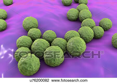 Enterococcus faecalis bacteria, illustration View Large Photo Image Stock Image - Enterococcus faecalis bacteria, illustration. Fotosearch