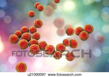 Stock Photo - Enterococcus faecalis bacteria, illustration. Fotosearch