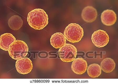 Stock Photo - Enterococcus faecalis bacteria, illustration. Fotosearch
