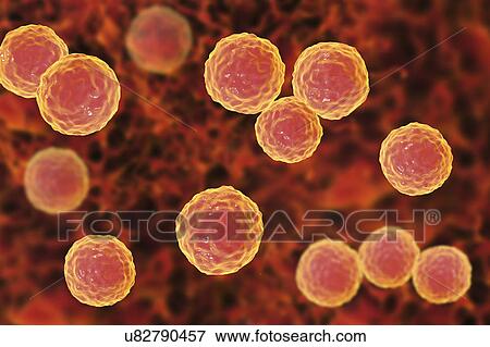 Stock Photo - Enterococcus faecalis bacteria, illustration. Fotosearch