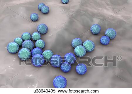 Enterococcus faecalis bacteria, illustration View Large Photo Image Stock Photography - Enterococcus faecalis bacteria, illustration. Fotosearch