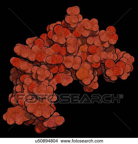 Epidermal growth factor molecule View Large Photo Image Picture - Epidermal growth factor molecule. Fotosearch