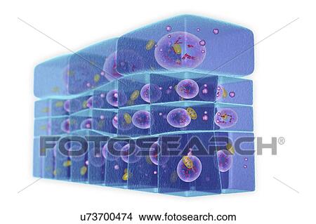 Epithelium transitional, illustration View Large Photo Image Picture - Epithelium transitional, illustration. Fotosearch