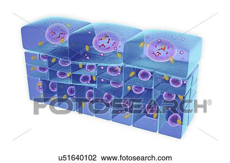 Epithelium transitional, illustration View Large Photo Image Stock Image - Epithelium transitional, illustration. Fotosearch