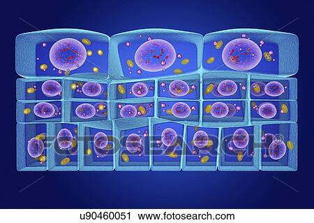 Stock Image - Epithelium transitional, illustration. Fotosearch