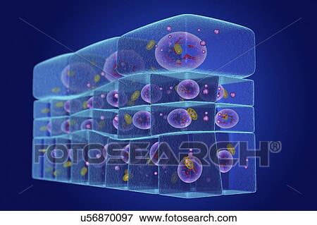 Epithelium transitional, illustration View Large Photo Image Stock Photo - Epithelium transitional, illustration. Fotosearch