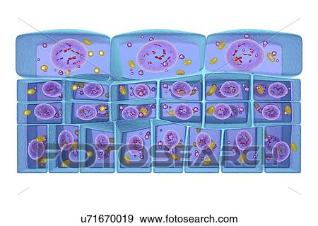 Epithelium transitional, illustration View Large Photo Image Stock Photo - Epithelium transitional, illustration. Fotosearch