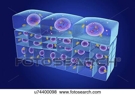 Stock Photo - Epithelium transitional, illustration. Fotosearch