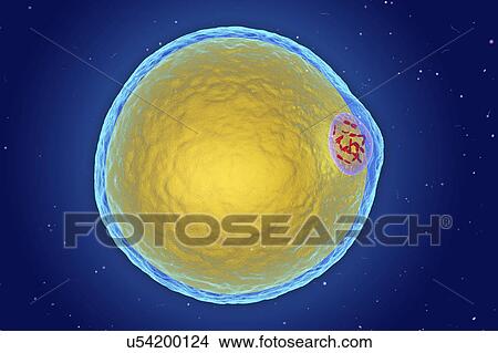 Picture - Fat cell, illustration. Fotosearch