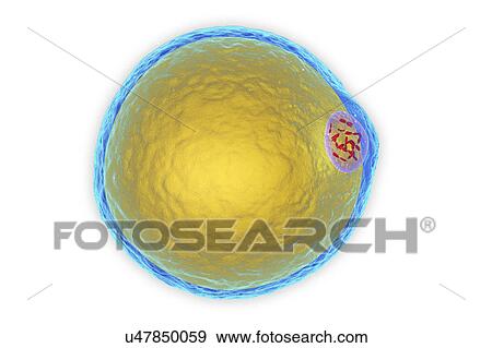 Stock Photo - Fat cell, illustration. Fotosearch