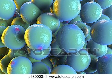 Stock Image - Fat cells, illustration. Fotosearch
