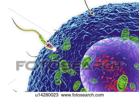 Stock Image - Fertilisation, illustration. Fotosearch