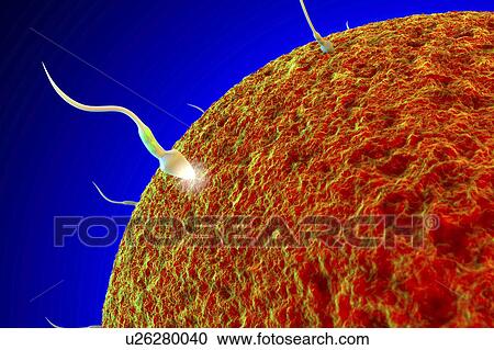 Stock Image - Fertilisation, illustration. Fotosearch