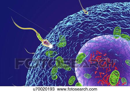 Fertilisation, illustration View Large Photo Image Stock Image - Fertilisation, illustration. Fotosearch