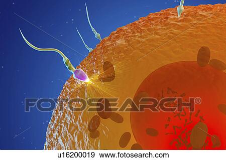 Fertilisation, illustration View Large Photo Image Stock Photo - Fertilisation, illustration. Fotosearch