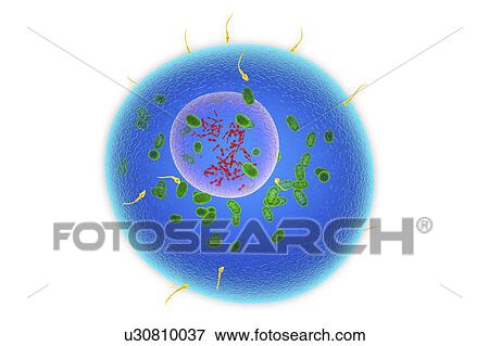 Stock Photo - Fertilisation, illustration. Fotosearch