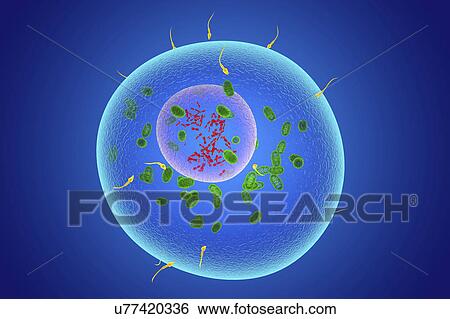 Fertilisation, illustration View Large Photo Image Stock Photograph - Fertilisation, illustration. Fotosearch