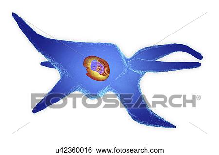 Stock Photograph - Fibroblast, illustration. Fotosearch
