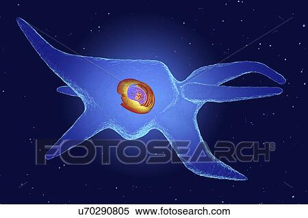 Stock Photography - Fibroblast, illustration. Fotosearch