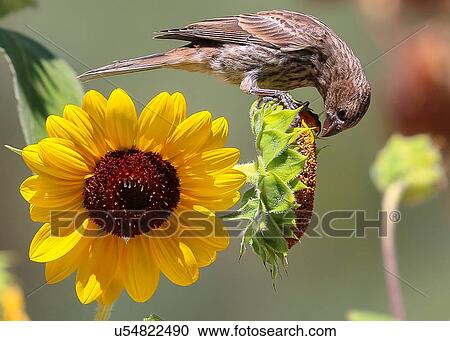 Stock Image - Finch. Fotosearch
