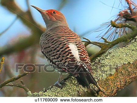 Stock Photo - Flicker. Fotosearch