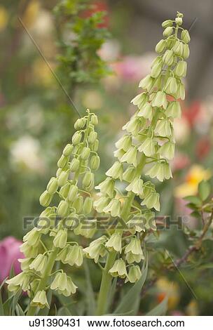 Stock Image - Fritillaria. Fotosearch