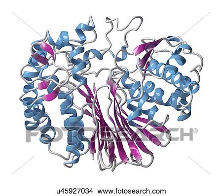 Picture - Gamma-glutamyltranspeptidase 1 enzyme molecule. Fotosearch