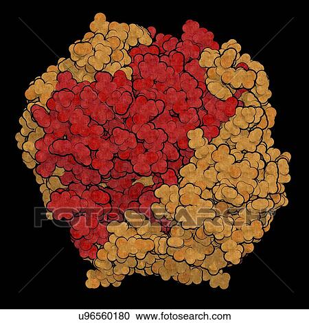 Stock Image - Gamma-glutamyltranspeptidase 1 enzyme molecule. Fotosearch
