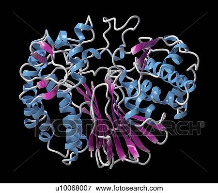 Stock Photo - Gamma-glutamyltranspeptidase 1 enzyme molecule. Fotosearch