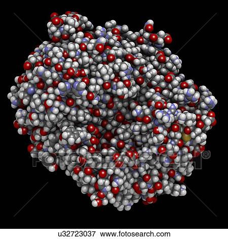 Stock Photo - Gamma-glutamyltranspeptidase 1 enzyme molecule. Fotosearch