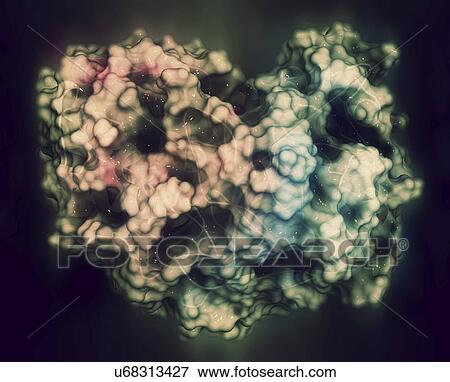 Stock Photo - Gamma-glutamyltranspeptidase 1 enzyme molecule. Fotosearch