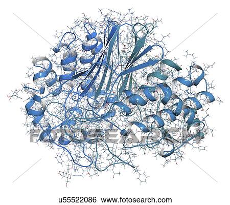 Stock Photograph - Gamma-glutamyltranspeptidase 1 enzyme molecule. Fotosearch