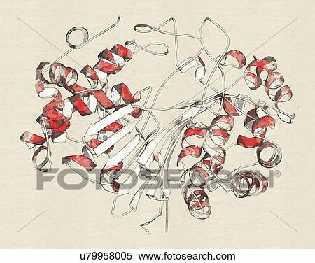 Stock Photography - Gamma-glutamyltranspeptidase 1 enzyme molecule. Fotosearch