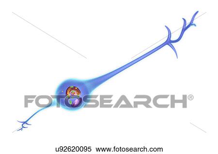 Glial cell, illustration View Large Photo Image Stock Photography - Glial cell, illustration. Fotosearch