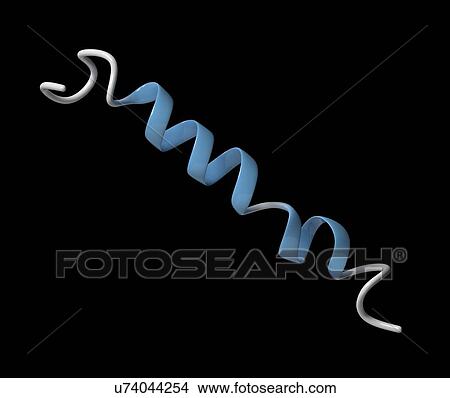 Glucagon-like peptide 1 molecule View Large Photo Image Picture - Glucagon-like peptide 1 molecule. Fotosearch