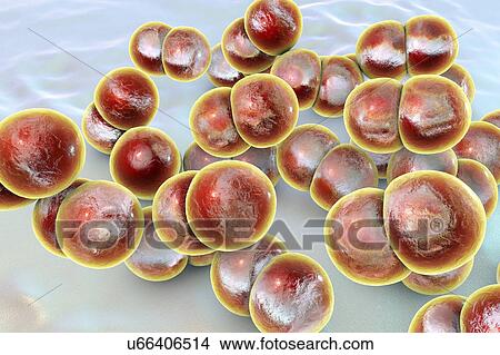 Picture - Gonorrhoeae bacteria, illustration. Fotosearch