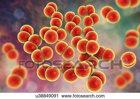 Gonorrhoeae bacteria, illustration View Large Photo Image Stock Image - Gonorrhoeae bacteria, illustration. Fotosearch
