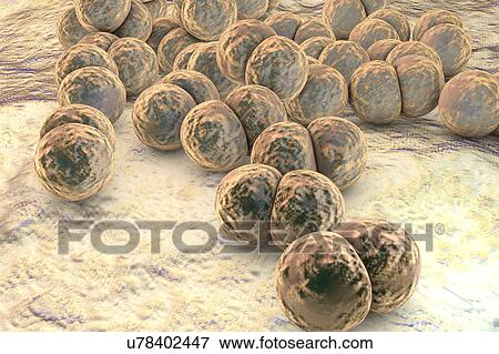 Stock Photo - Gonorrhoeae bacteria, illustration. Fotosearch