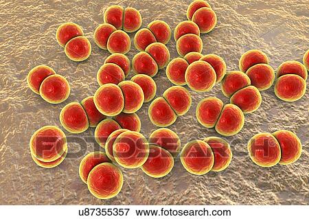 Stock Photo - Gonorrhoeae bacteria, illustration. Fotosearch