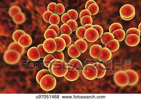 Stock Photo - Gonorrhoeae bacteria, illustration. Fotosearch