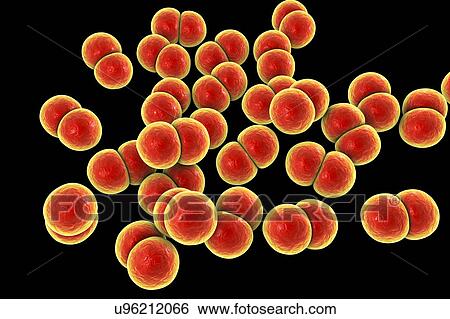 Gonorrhoeae bacteria, illustration View Large Photo Image Stock Photograph - Gonorrhoeae bacteria, illustration. Fotosearch